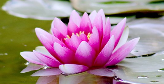 Lotus Spa (4 hours)
